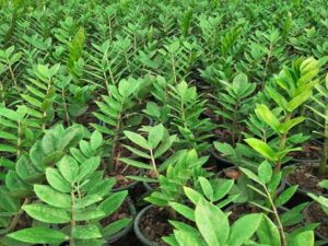 زامیفولیا، گیاه آپارتمانی مقاوم در برابر سرما